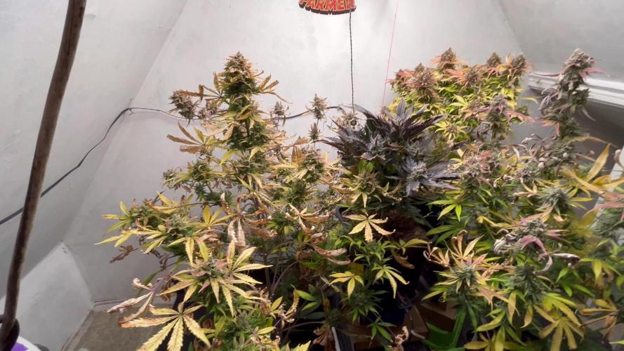 5 Autos 15L | Spider Farmer  SE3000