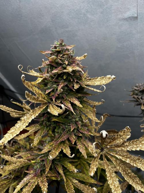 5 Autos 15L | Spider Farmer  SE3000. Week 12