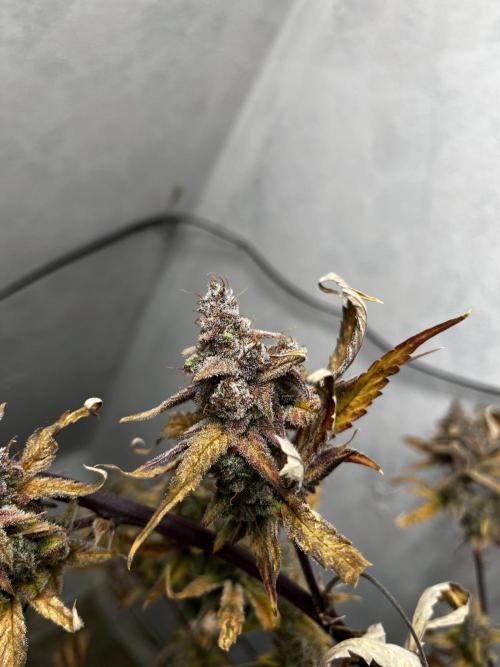 5 Autos 15L | Spider Farmer  SE3000. Week 12
