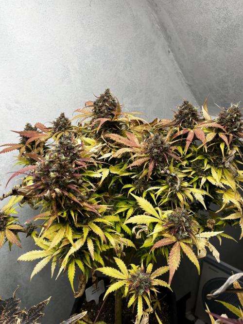 5 Autos 15L | Spider Farmer  SE3000. Week 12