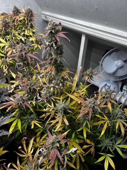 5 Autos 15L | Spider Farmer  SE3000. Week 12