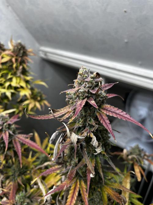 5 Autos 15L | Spider Farmer  SE3000. Week 12