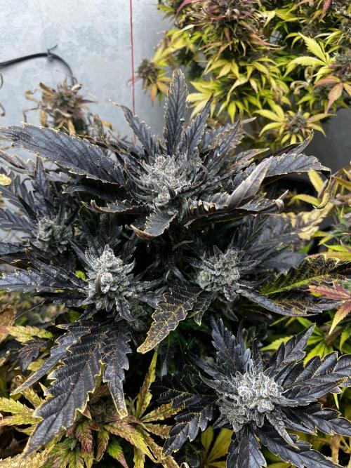 5 Autos 15L | Spider Farmer  SE3000. Week 12