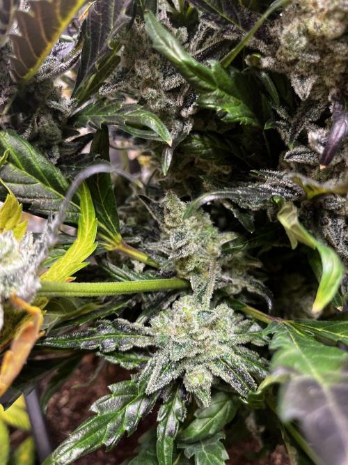 5 Autos 15L | Spider Farmer  SE3000. Week 12