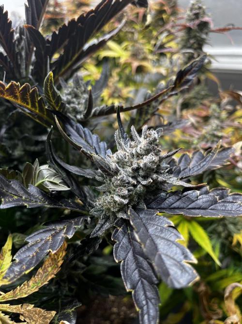 5 Autos 15L | Spider Farmer  SE3000. Week 12
