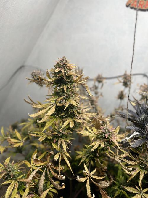 5 Autos 15L | Spider Farmer  SE3000. Week 12