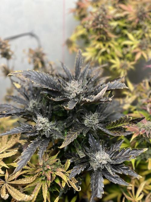 5 Autos 15L | Spider Farmer  SE3000. Week 12