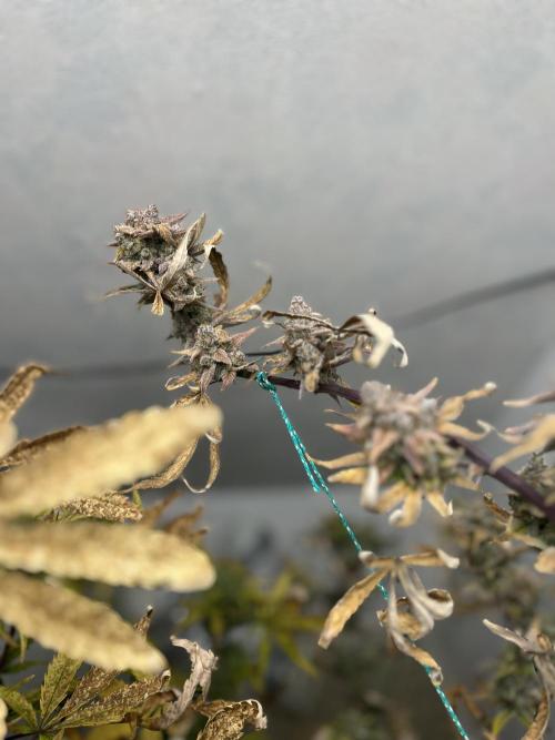5 Autos 15L | Spider Farmer  SE3000. Week 12
