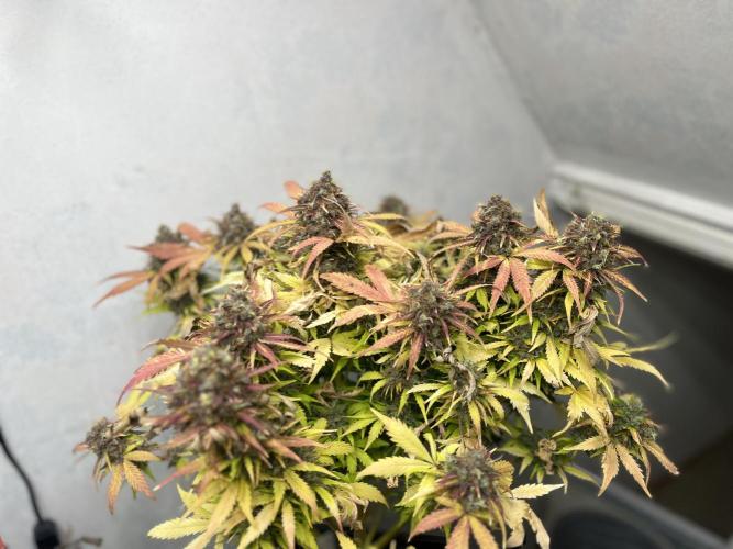 5 Autos 15L | Spider Farmer  SE3000. Week 12