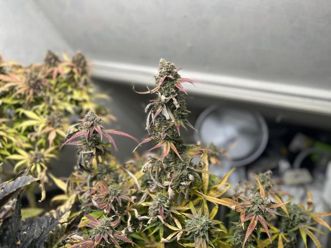 5 Autos 15L | Spider Farmer  SE3000. Week 12
