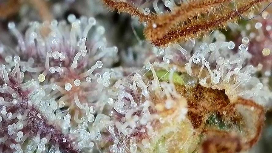 5 Autos 15L | Spider Farmer  SE3000. Week 12