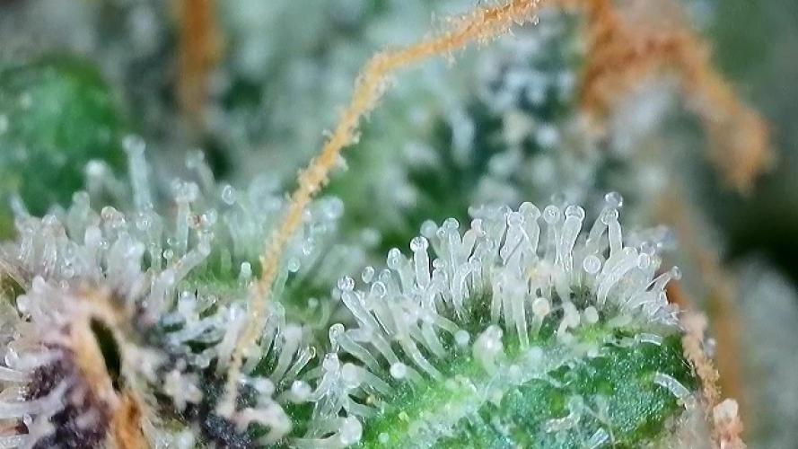 5 Autos 15L | Spider Farmer  SE3000. Week 12