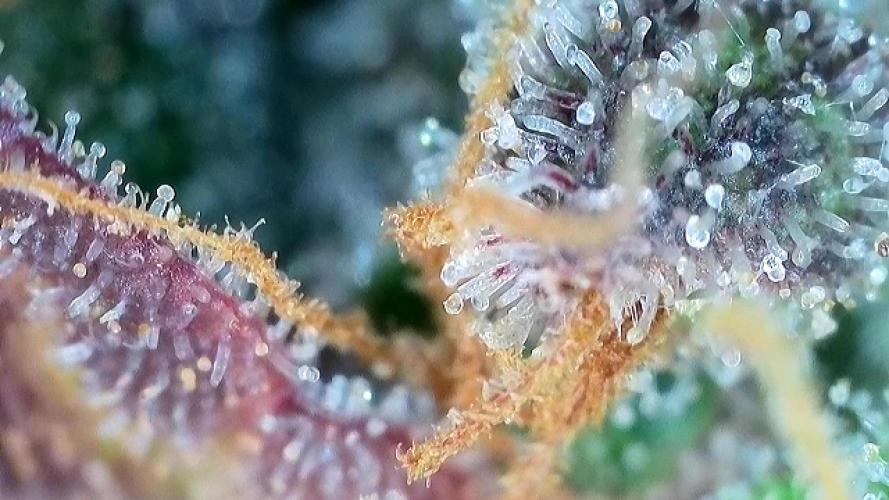 5 Autos 15L | Spider Farmer  SE3000. Week 12