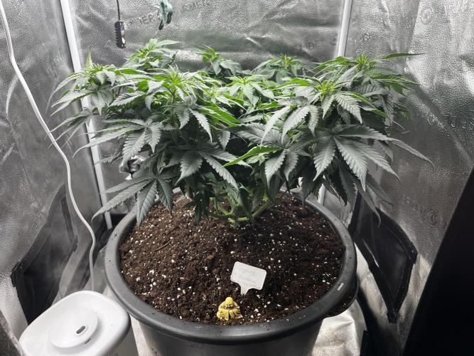 Laughing Buddha |SpiderFarmer| solo run. Week 9