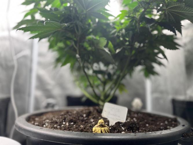 Laughing Buddha |SpiderFarmer| solo run. Week 9