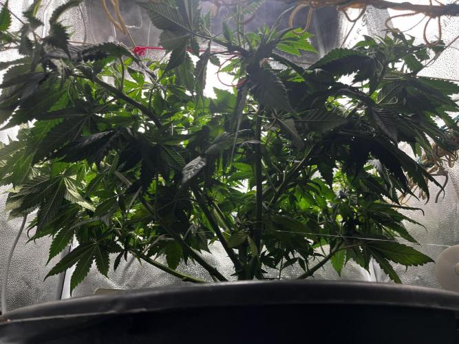 Laughing Buddha |SpiderFarmer| solo run. Week 9
