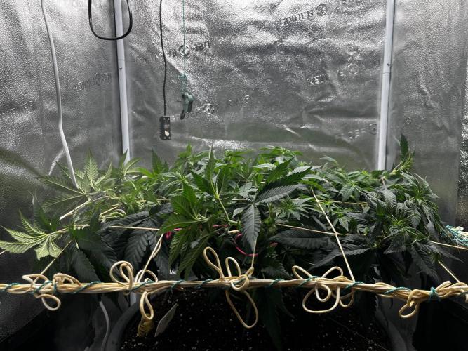 Laughing Buddha |SpiderFarmer| solo run. Week 9