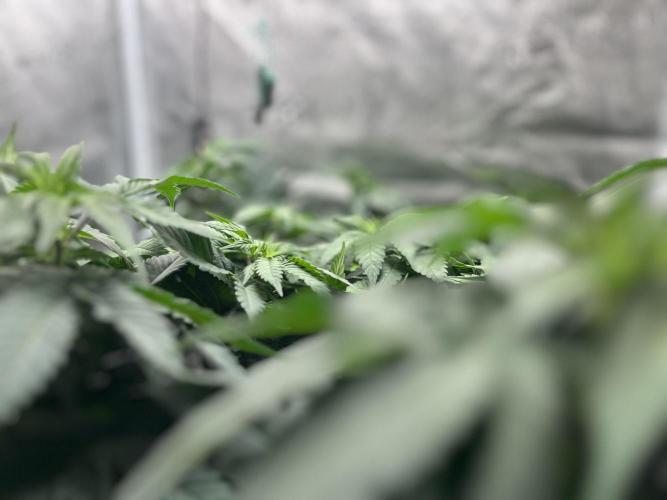 Laughing Buddha |SpiderFarmer| solo run. Week 9