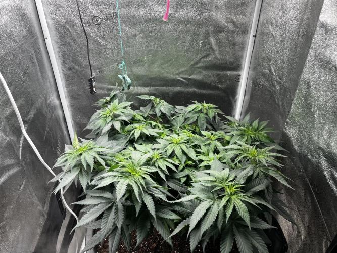 Laughing Buddha |SpiderFarmer| solo run. Week 9