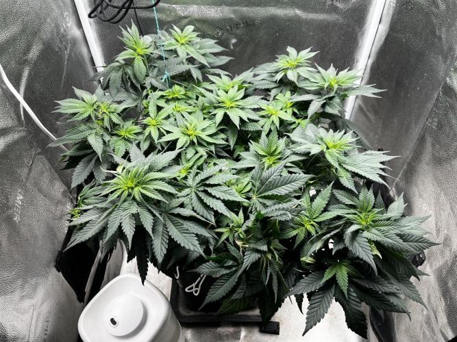 Laughing Buddha |SpiderFarmer| solo run. Week 9