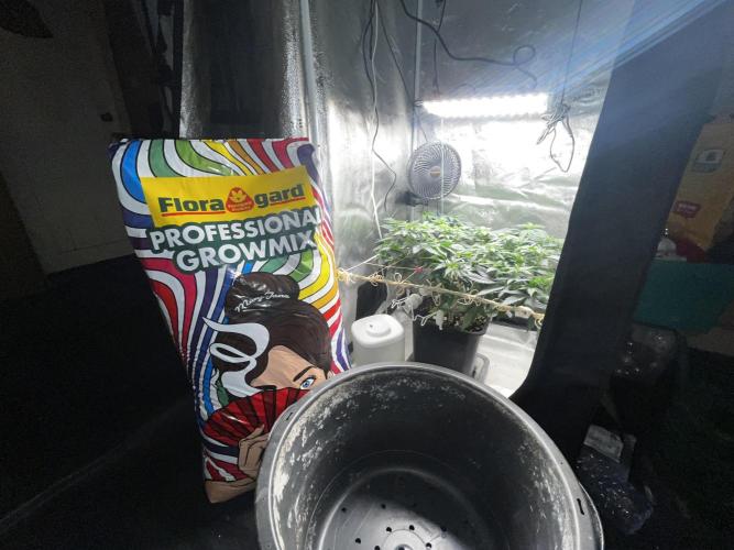 Laughing Buddha |SpiderFarmer| solo run. Week 9