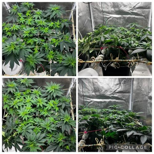 Laughing Buddha |SpiderFarmer| solo run. Week 9