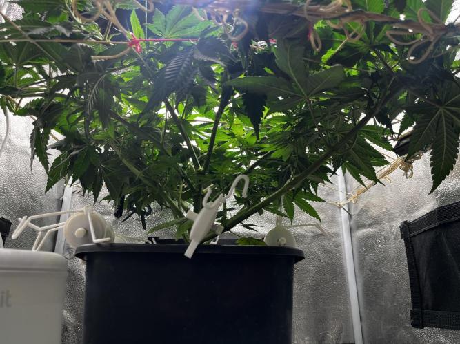 Laughing Buddha |SpiderFarmer| solo run. Week 9