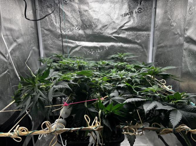 Laughing Buddha |SpiderFarmer| solo run. Week 9