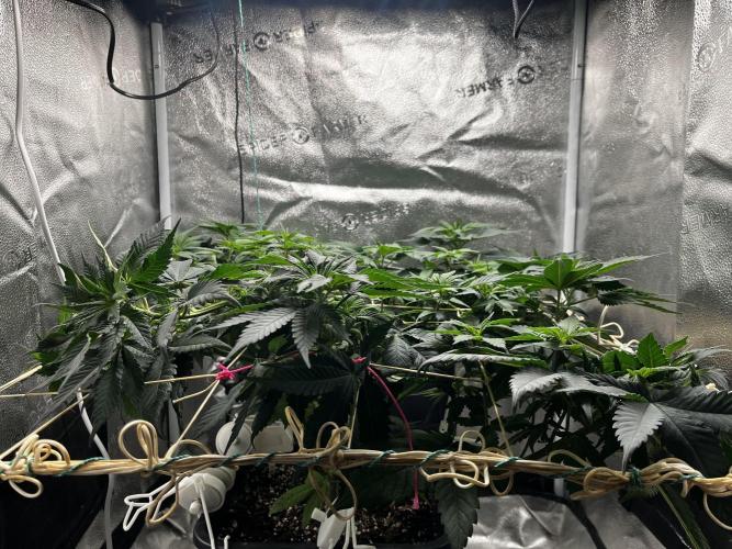 Laughing Buddha |SpiderFarmer| solo run. Week 9