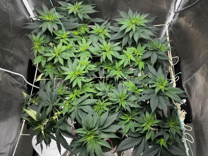 Laughing Buddha |SpiderFarmer| solo run. Week 9
