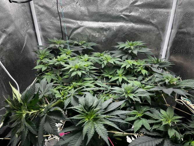 Laughing Buddha |SpiderFarmer| solo run. Week 9