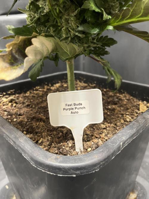 5 Autos 15L | Spider Farmer  SE3000. Week 13