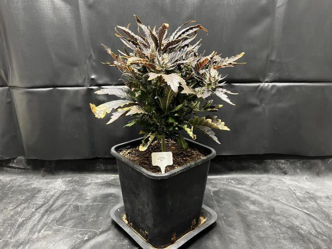 5 Autos 15L | Spider Farmer  SE3000. Week 13