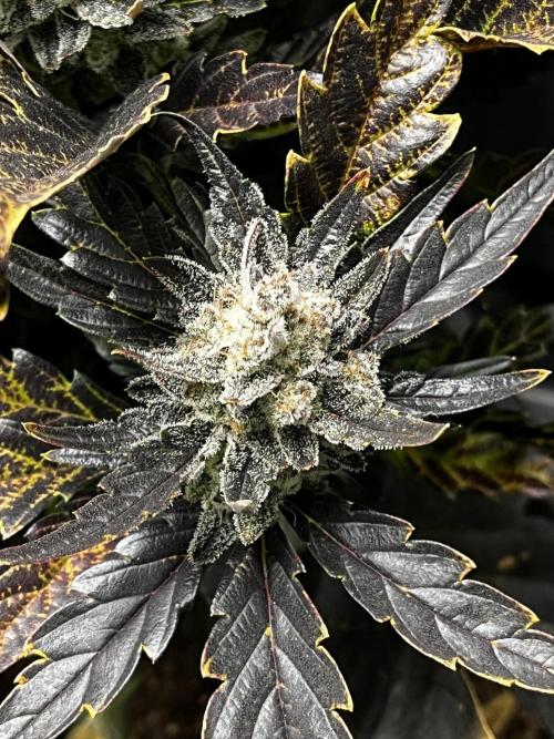 5 Autos 15L | Spider Farmer  SE3000. Week 13