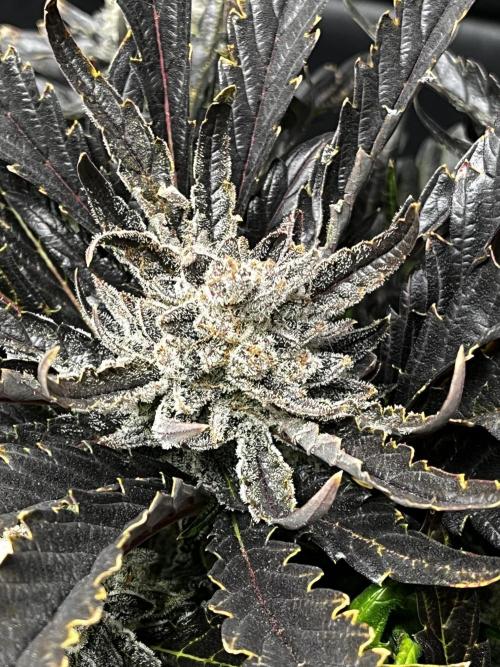 5 Autos 15L | Spider Farmer  SE3000. Week 13