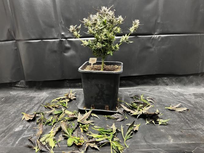 5 Autos 15L | Spider Farmer  SE3000. Week 13