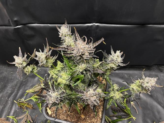 5 Autos 15L | Spider Farmer  SE3000. Week 13