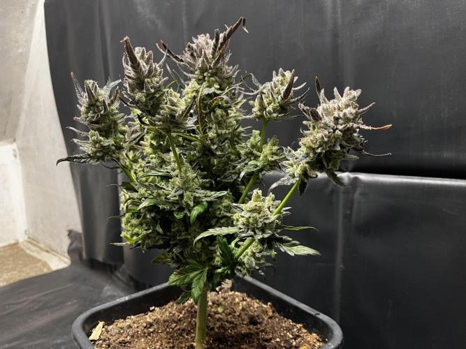 5 Autos 15L | Spider Farmer  SE3000. Week 13