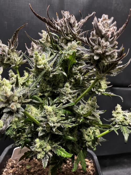 5 Autos 15L | Spider Farmer  SE3000. Week 13