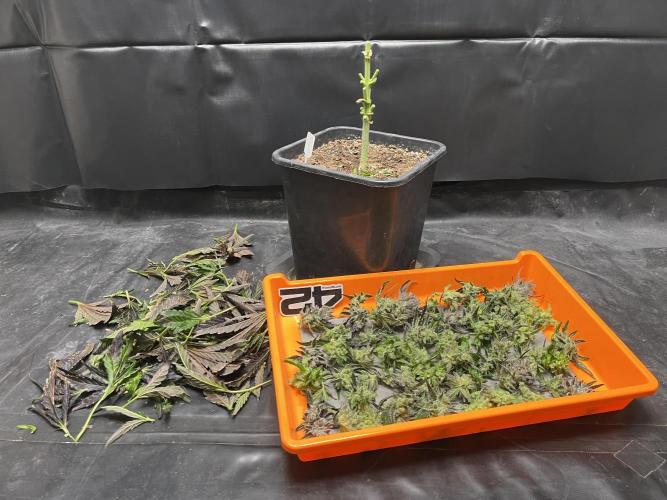5 Autos 15L | Spider Farmer  SE3000. Week 13