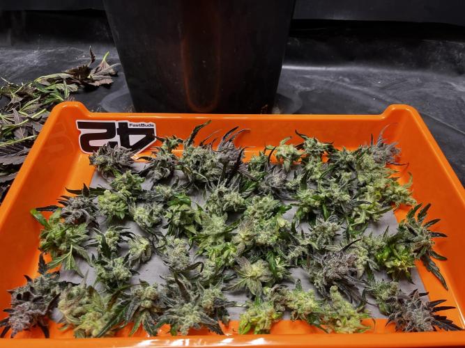 5 Autos 15L | Spider Farmer  SE3000. Week 13
