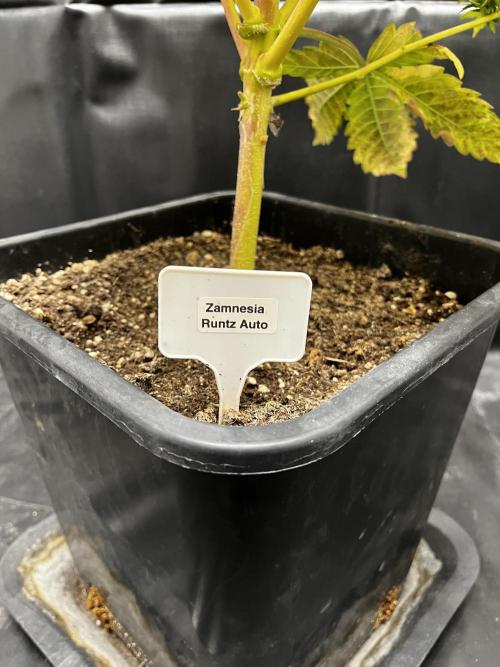 5 Autos 15L | Spider Farmer  SE3000. Week 14