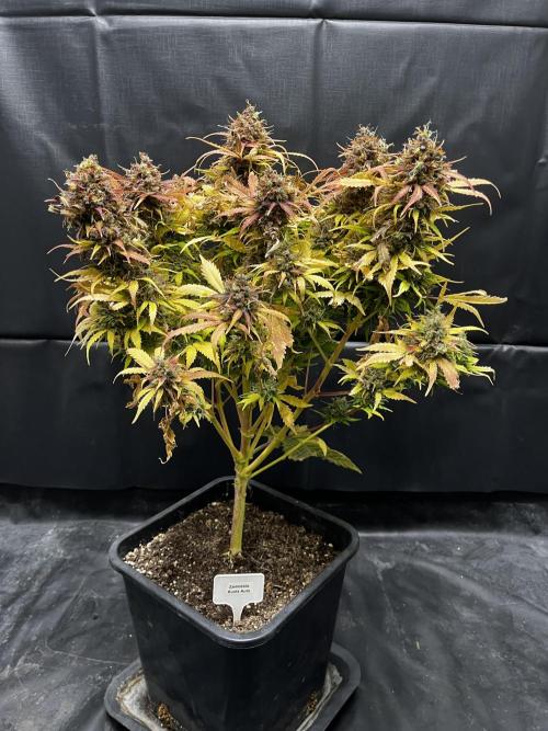 5 Autos 15L | Spider Farmer  SE3000. Week 14