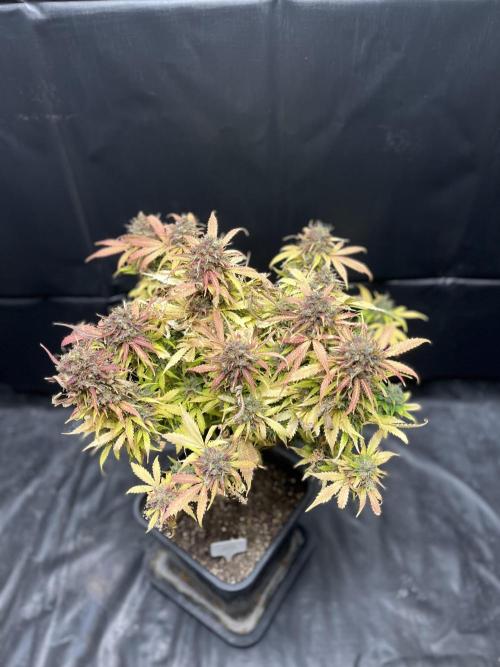5 Autos 15L | Spider Farmer  SE3000. Week 14