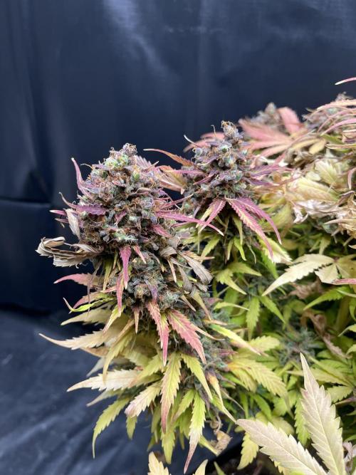 5 Autos 15L | Spider Farmer  SE3000. Week 14