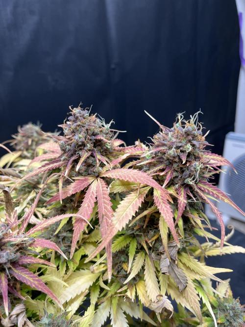 5 Autos 15L | Spider Farmer  SE3000. Week 14