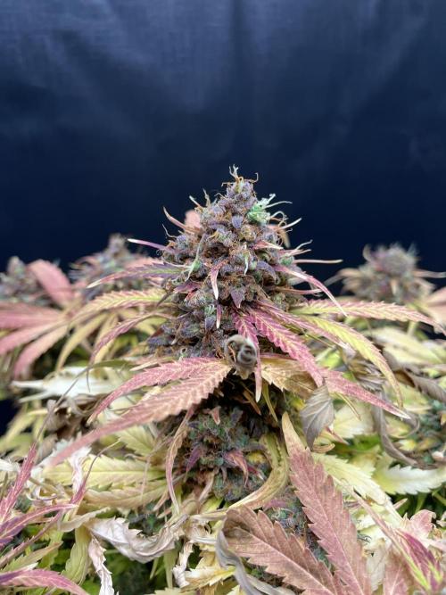 5 Autos 15L | Spider Farmer  SE3000. Week 14