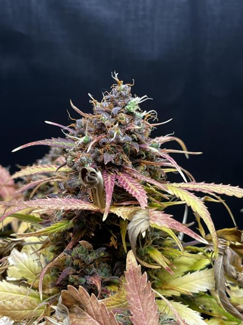 5 Autos 15L | Spider Farmer  SE3000. Week 14