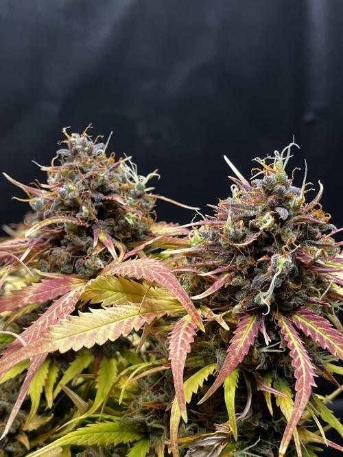 5 Autos 15L | Spider Farmer  SE3000. Week 14