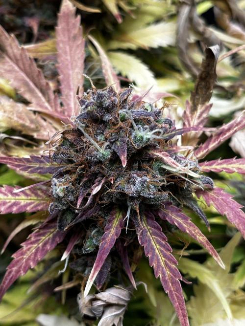 5 Autos 15L | Spider Farmer  SE3000. Week 14